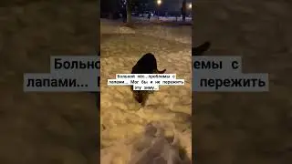 #домашнийприютмилосердие