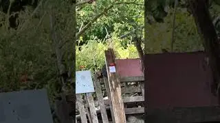 Domates Salçası çalışmaları