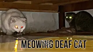 Angry meowing of a deaf cat that caught a mouse