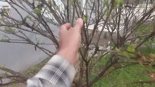 İlk Baharda Sumak ağacı