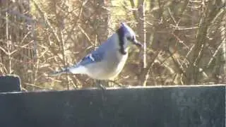 Blue Jays and Peanuts