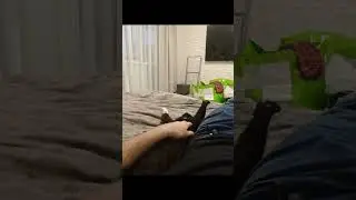 #кот