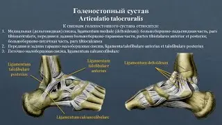 Анатомия голеностопного сустава: строение, классификация, фиксирующий аппарат, движения