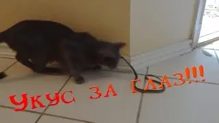 Змея и кот - укус.