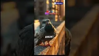 Fakta unik tentang burung dara