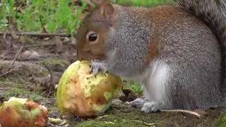 Grey Squirrel Eating an Apple