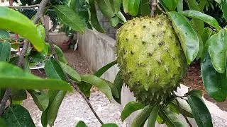 The Health Benefits Of This Plant is Amazing