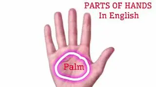 Parts of Hand in English #english