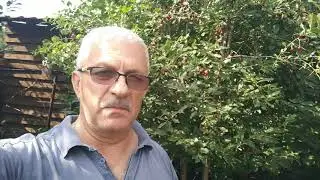 Урожай вишни после подкормки ЭмЭко.