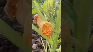 Abobrinha #abobrinha #sitio #vidanaroça #youtubeshorts #youtube #abobora #verduras