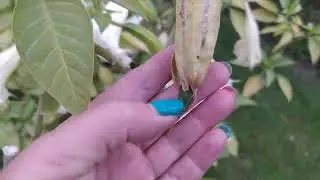 Бругмансия - красотка!!!