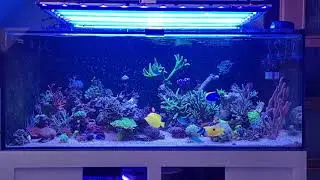 Akwarium morskie 540l Steronia  sps reef tank