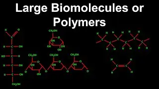 Large Biomolecules and Polymers - Chemistry