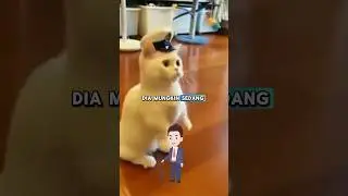 Ternyata Kucing ? 