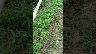 ngebolang buah-buahan dikebun #efek #share #shortvideo #trending #viral