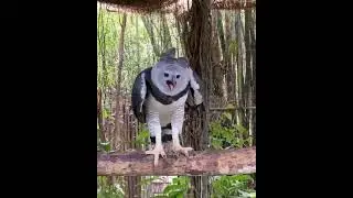 Eagle with a beautiful view