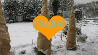 Подготовка  к зиме.Укрытие роз, лаванды, хвойных.Ч.2.