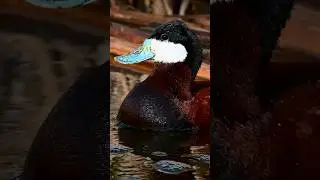 #ruddyduck #shorts