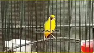 Burung Pleci Gacor #kicaumania #burungkicaugacor