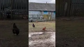 Будни фермера кфх