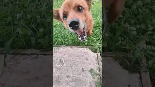 деревнеский пёс заскочил на огонёк )  