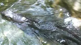 loutre ki nage  lol