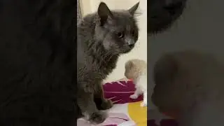 Adorable Cute 