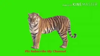 Tiger Green Screen VIDEO 2020