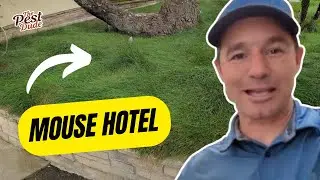 Mouse Hotel- You just built the Ritz-Carlton for rodents!