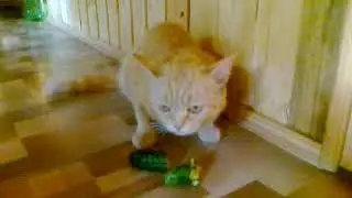 КОТ ЕСТ ОГУРЦЫ, cat eats cucumbers