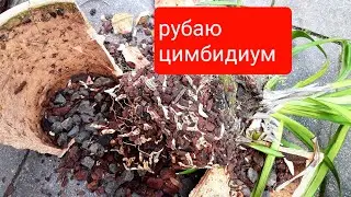 CYMBIDIUM transplant - Orchid roots