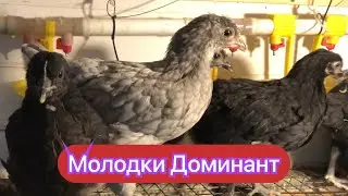 Курочки молодки доминант в нашем хозяйстве