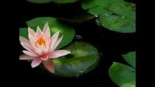 Martha Raye - Lotus Land - with video