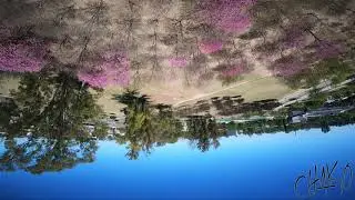 Treetops - Freestyle FPV