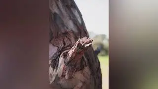 Branch Breaking Heavy Sound Effect