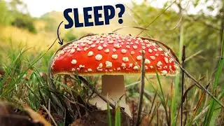Good For You or Poisonous? The Weirdly Controversial 