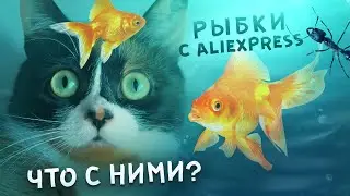 Живые рыбки с Aliexpress и муравьи! Что с ними? ЖИВЫЕ?