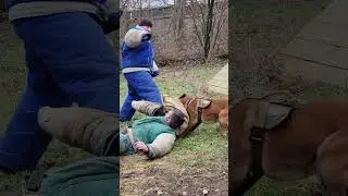 ‼️It's personal.😯 The Malinois refused to let go of the dog trainer's sleeve.