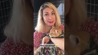ЧТО ЗА РОЗЫ!🤣