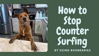 How to Use Boundaries to Prevent Counter-Surfing: A Simple Strategy for Dog Owners