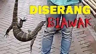 DIserang saat menangkap biawak