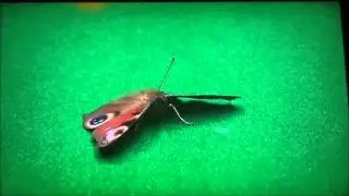 Snooker moth/butterfly incident