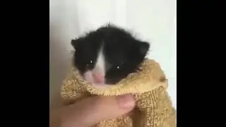 Asian guy screaming at cat fnf