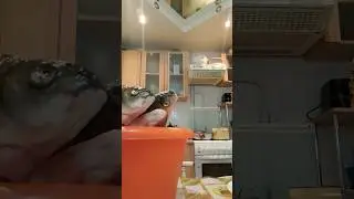 Рыбка