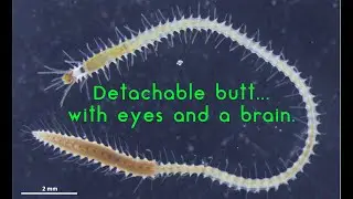 It's butt can detach and swim away....