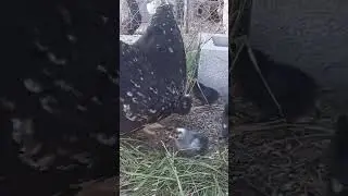 Beans and her babies 👋 👋 👋