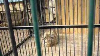 Тигрята бучкаются ^_^
