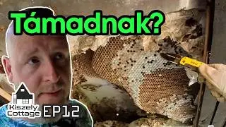 #KiszelyCottage - EP12 - Darazsak!!! Avagy amikor nem tetszik a sárgafekete kombó...