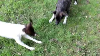 Snake vs Dog's Gone Wild