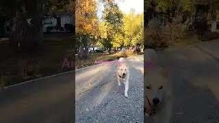 Элен играет в прятки .